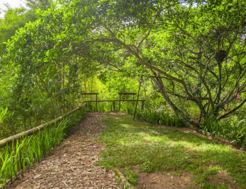 Descubre el Poder del Baño de Bosque en Altavista Casahotel